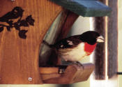 Grosbeak